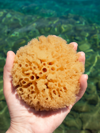 NATURAL + SUSTAINABLE BATH SEA SPONGES (3 SIZES): Large Bath Sea Sponge (approx 5-6")