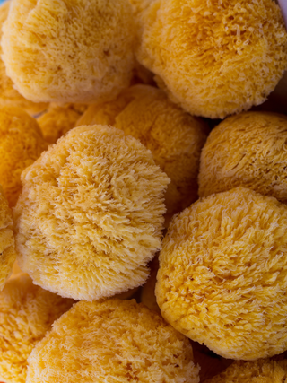 BATH SEA SPONGES - NATURAL AND SUSTAINABLE: Small